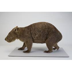 <em>Vombatus ursinus</em>, Bare-nosed Wombat. [C 28201]