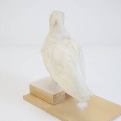 <em>Chionis minor</em>, Black-faced Sheathbill. [B 32987]