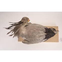 <em>Sagittarius serpentarius</em>, Secretarybird. [28225]