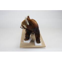 <em>Ailurus fulgens</em>, Himalayan Red Panda. [C 2568]
