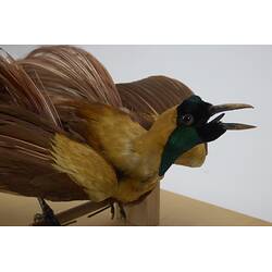 <em>Paradisaea rubra</em>, Red Bird-of-Paradise. [18860]