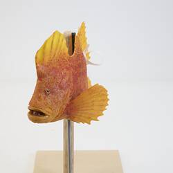 <em>Gnathanacanthus goetzeei</em>, Red Velvetfish, model. [A 31545-001]
