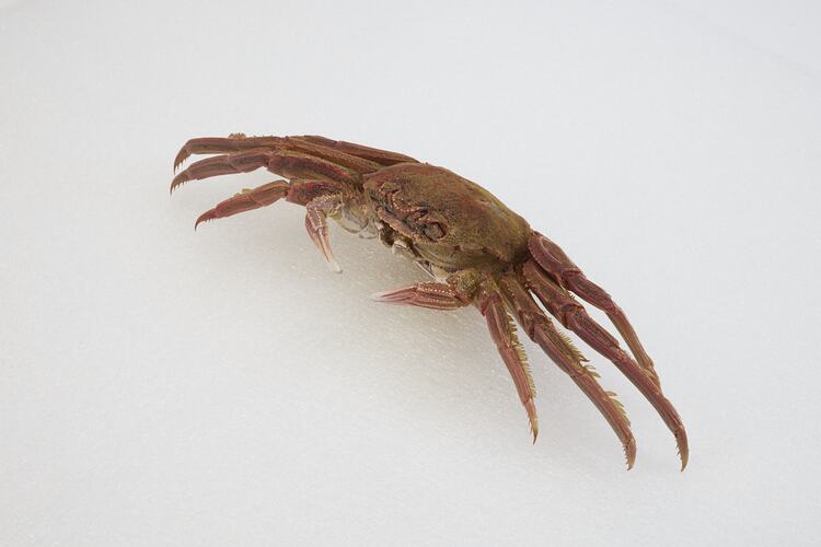 <em>Plagusia chabrus</em>, Red Rock Crab. [J 44703.5]