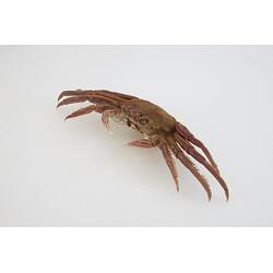 <em>Plagusia chabrus</em>, Red Rock Crab. [J 44703.5]