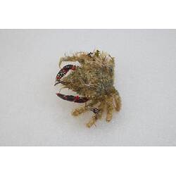 <em>Notomithrax ursus</em>, Bear Seaweed Crab. [J 23182]