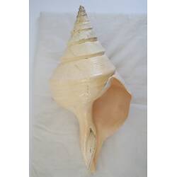 <em>Syrinx aruana</em>, Australian Trumpet Shell. [F 13079]