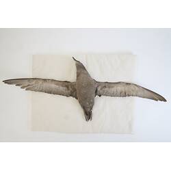 <em>Ardenna tenuirostris</em>, Short-tailed Shearwater. [B 21005]