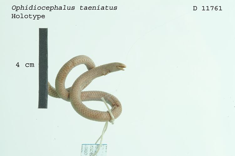 Dorsal view of lizard with specimen labels.