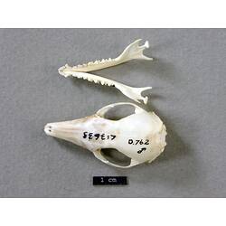 Dorsal views of seperated antechinus skull and lower jaw.