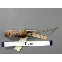Dorsal view of mouse study skin with specimen labels.