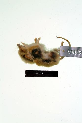 Lateral view of dunnart spirit specimen.