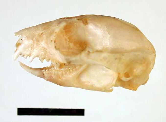 Lateral view of possum skull.