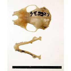 Bat lower jaw beside skull, outside surfaces visible.