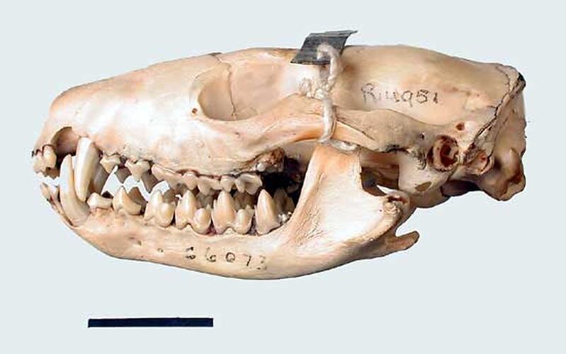 Side view of quoll skull with specimen label.