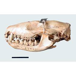 Side view of quoll skull with specimen label.