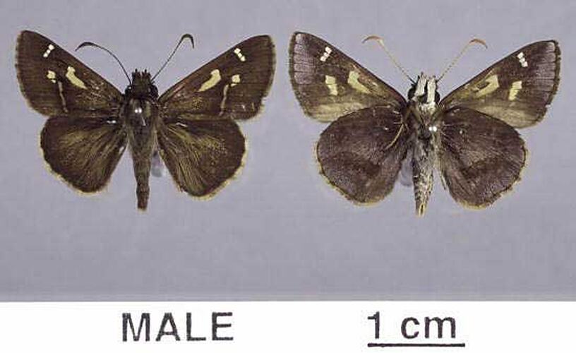 Two butterfly specimens beside each other, wings spread, one in dorsal, one in ventral view.