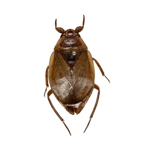 <em>Diplonychus eques</em>, Giant Water Bug. [HEM 5750]