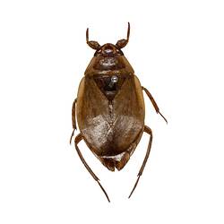Our Wondrous Planet, Our Wild Family: Dry Specimen - Giant Water Bug, <em>Diplonychus eques</em> (Dufour, 1863)