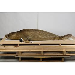 <em>Mirounga leonina</em>, Southern Elephant Seal. [C 30974]
