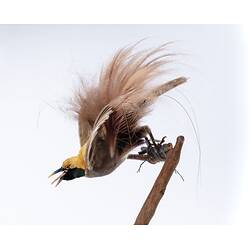 <em>Paradisaea decora</em>, Goldie's Bird-of-Paradise. [45558]