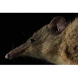 <em>Tarsipes rostratus</em>, Honey Possum. [C 31225]