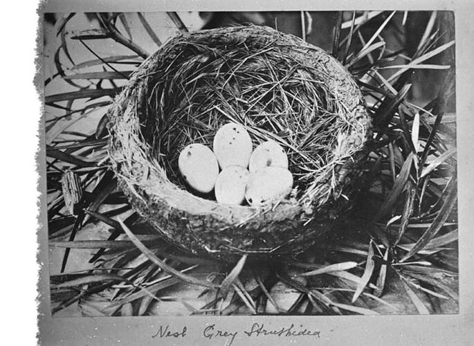 Nest Grey Struthidea