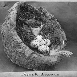 Photograph - Nest of the White-Winged Chough (Corcorax melanorhamphus), by A.J. Campbell, Riverina, Victoria or New South Wales, 1892