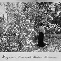 Photograph - 'Magnolias, Botanical Gardens, Melbourne', by A.J. Campbell, South Yarra, Victoria, circa 1895