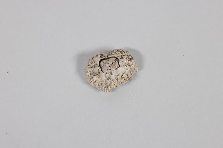 <em>Catomerus polymerus</em>, Surf Barnacle. [J 39339.3]