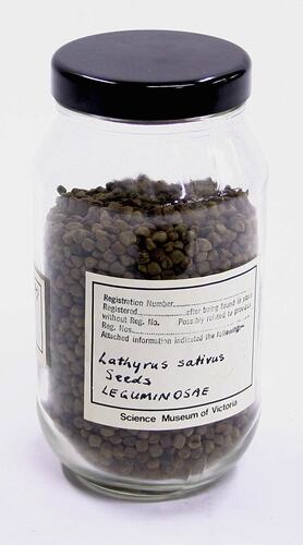 Lathyrus Sativus (Leguminosae)