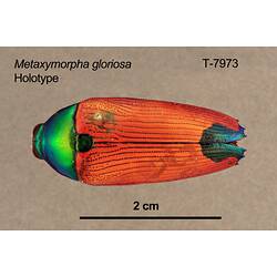 Jewel beetle specimen, dorsal view.