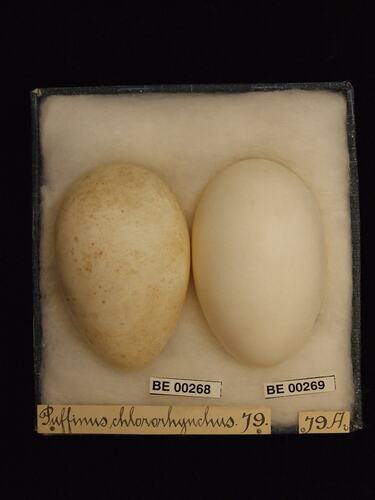 Two bird eggs with specimen labels in box.