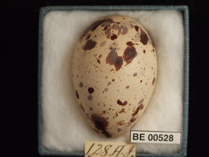 Bird egg with specimen labels in box.