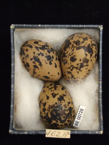 Three bird eggs with specimen labels in box.