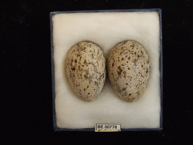 Two bird eggs with specimen labels in box.