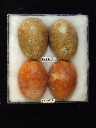 Four bird eggs with specimen labels in box.