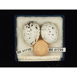 <em>Cuculus pallidus</em>
