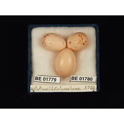 <em>Cuculus pallidus</em>