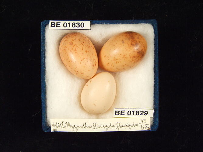 Three bird eggs with specimen labels in box.