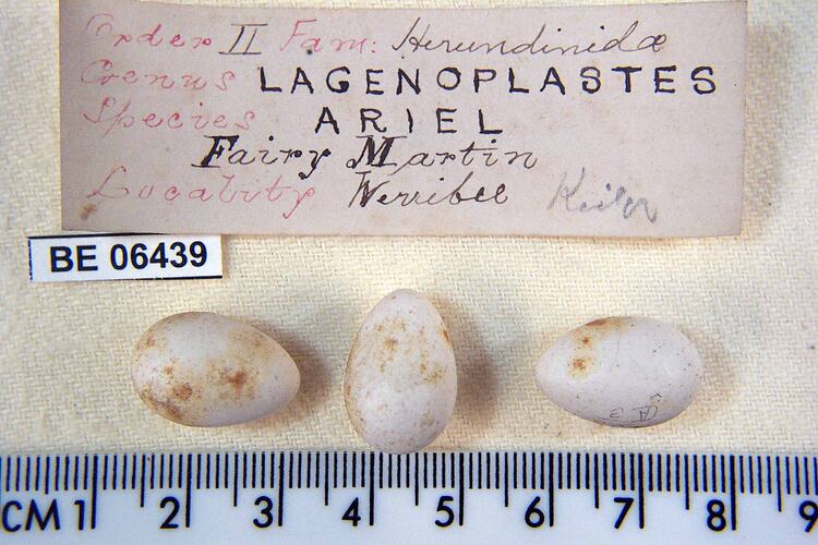 Three bird eggs with specimen labels beside ruler.