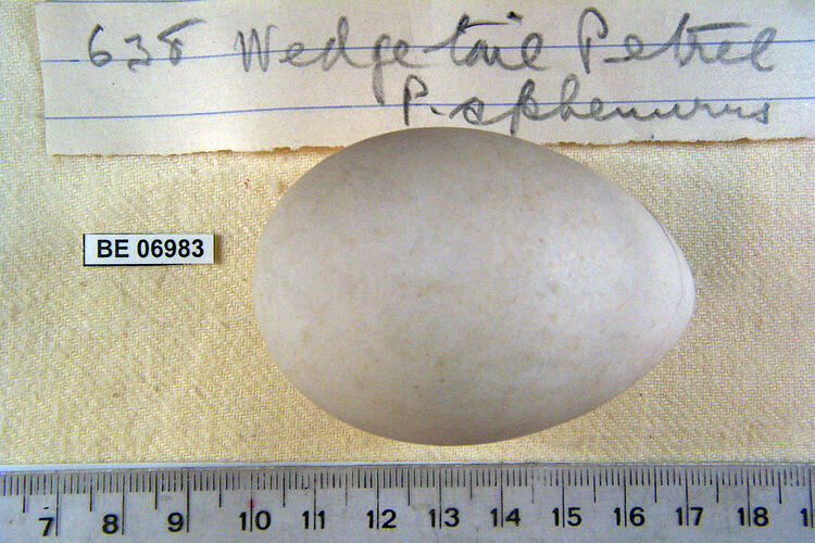 Bird egg with specimen labels beside ruler.