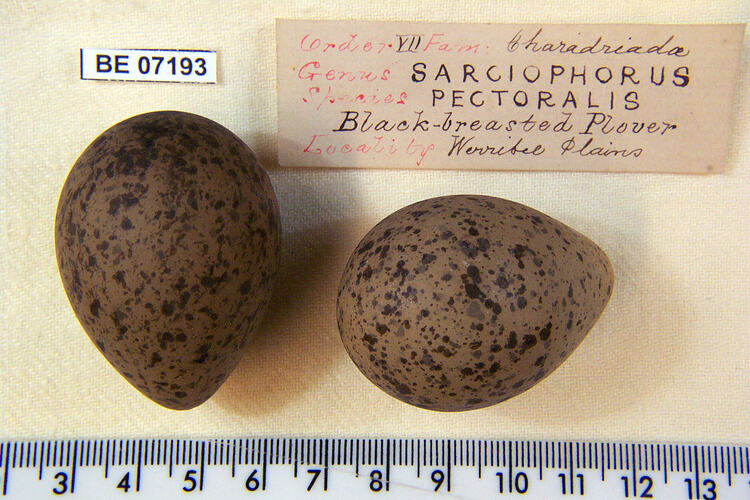 Two bird eggs with specimen labels beside ruler.