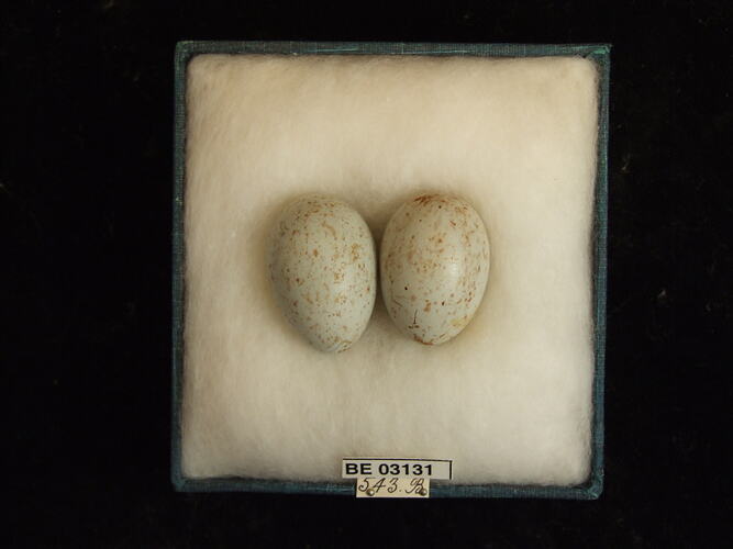 Two bird eggs in box with labels.