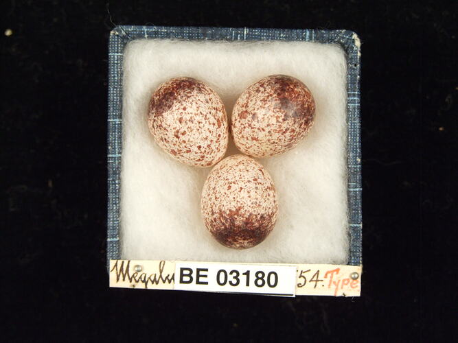 Three bird eggs in box with labels.