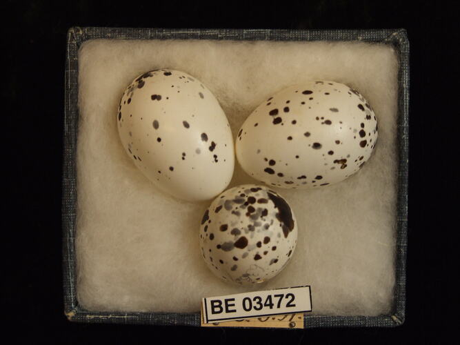 Three bird eggs in box with specimen labels.