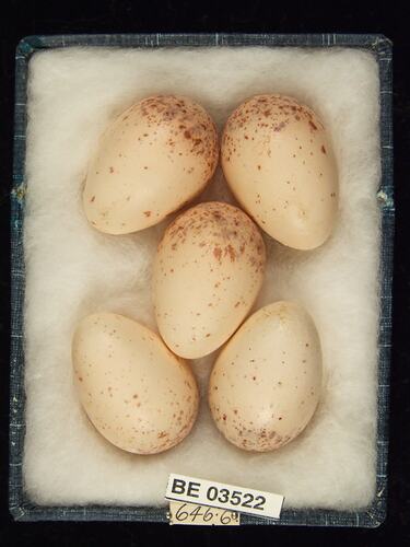 Five bird eggs in box with specimen labels.