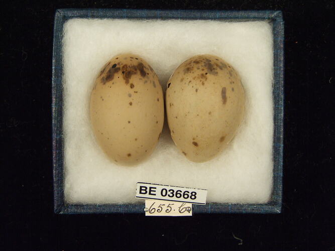 Two bird eggs in box with specimen labels.