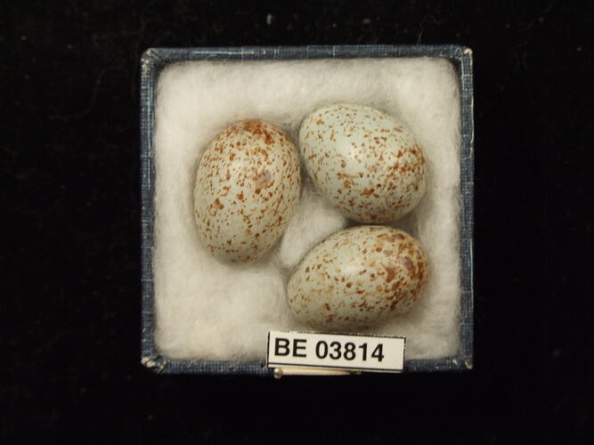 Three bird eggs in box with specimen labels.