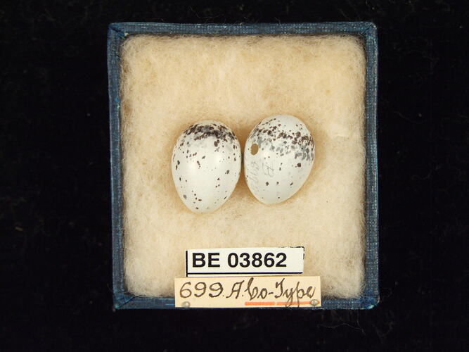 Two bird eggs in box with specimen labels.