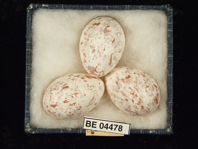 Three bird eggs with specimen labels in box.